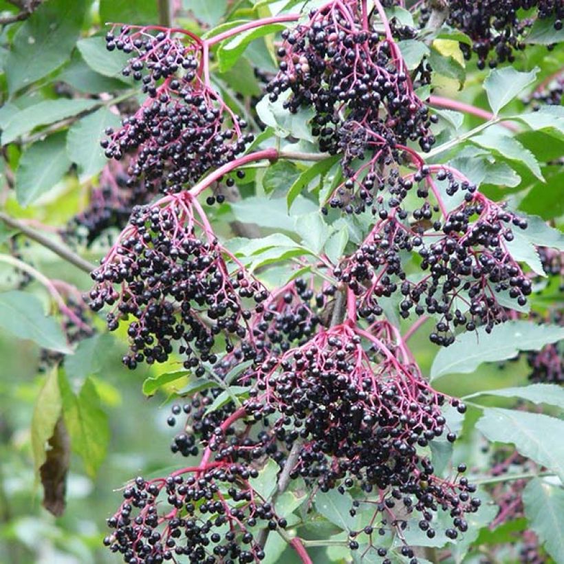 Sambucus nigra Haschberg - Black Elder (Harvest)
