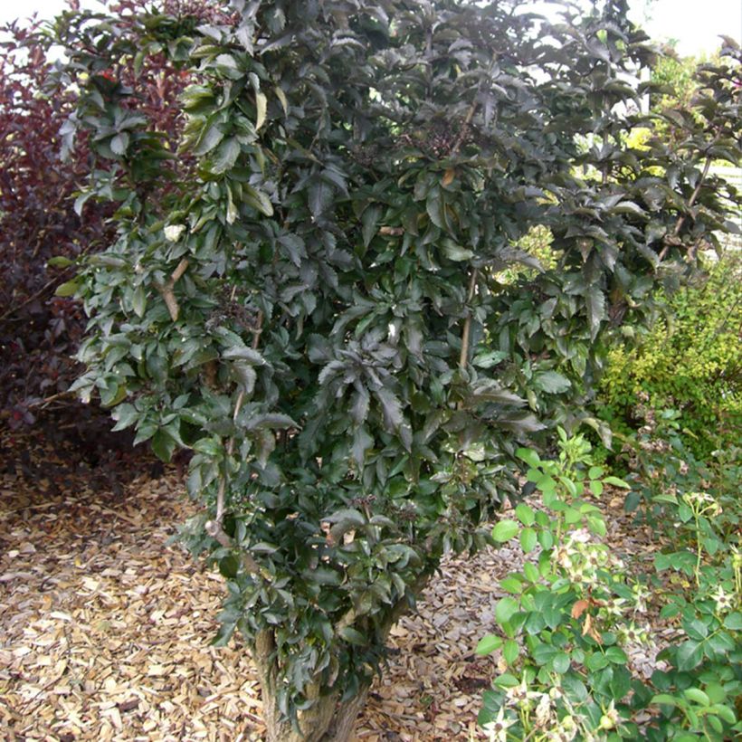 Sambucus nigra Black Tower - Black Elder (Plant habit)