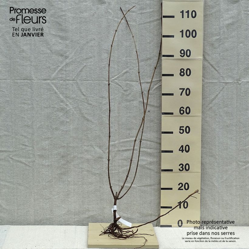 Sambucus nigra Aurea - Black Elder Bare root sample as delivered in winter