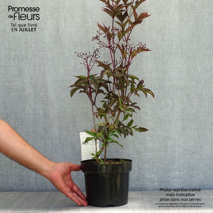 Black Elderberry - Sambucus nigra Black Beauty 2L/3L pot sample as delivered in summer