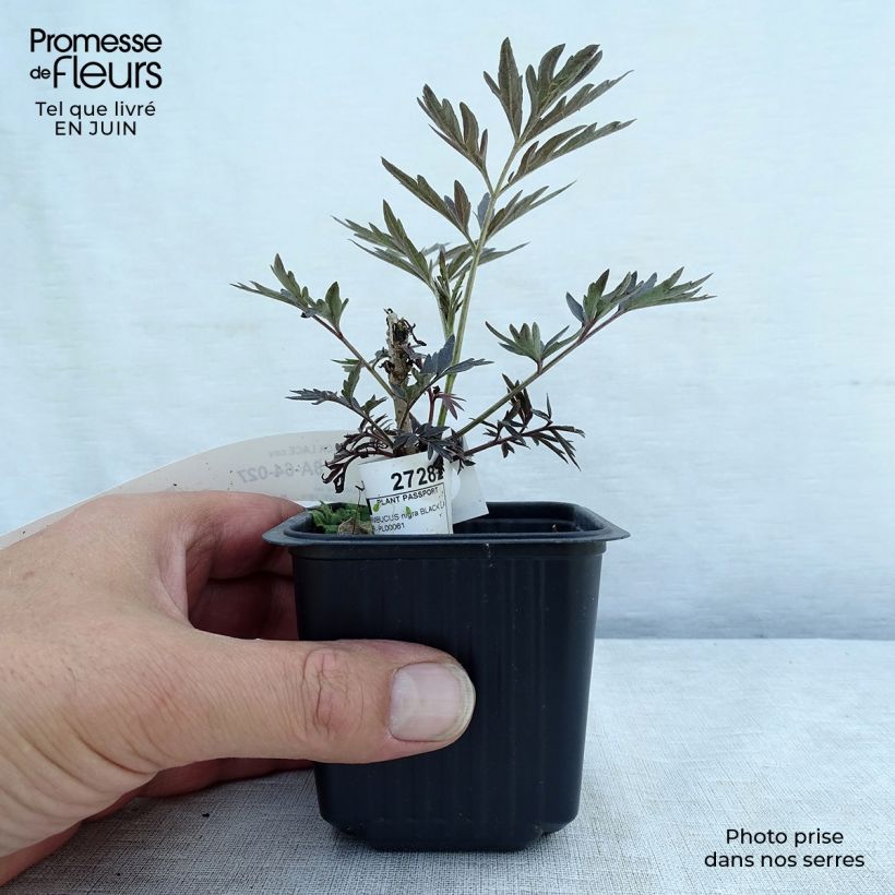 Sambucus nigra Black Lace - Black Elder 8/9 cm pot sample as delivered in summer