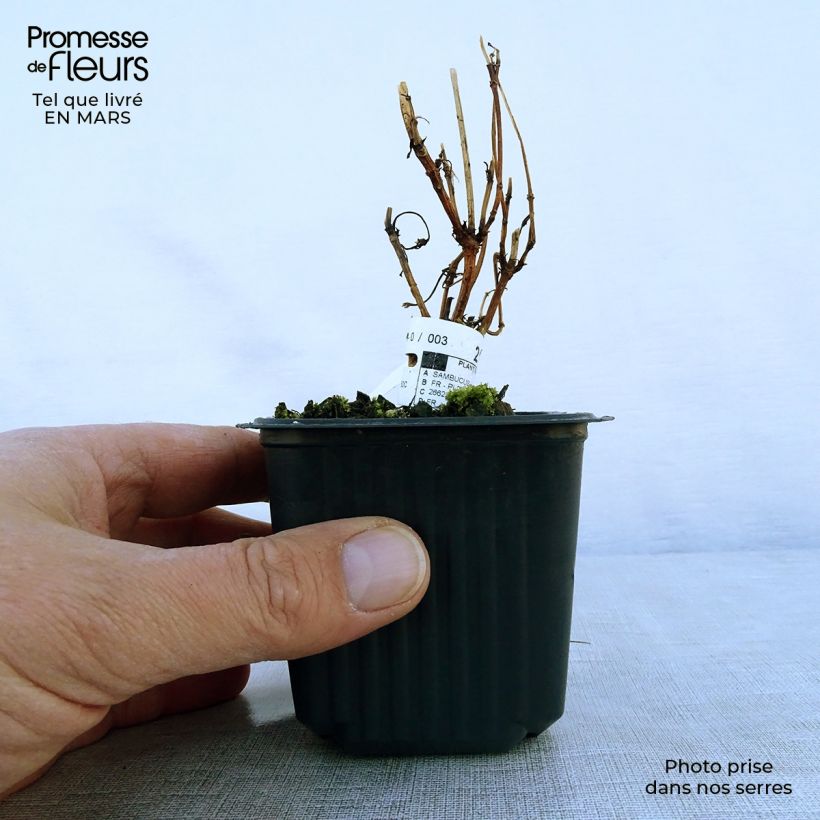 Sambucus nigra Black Lace - Black Elder 8/9 cm potShipped height around 10/15cm sample as delivered in spring
