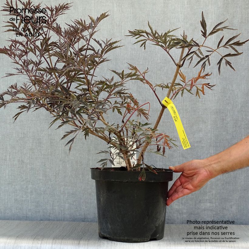 Sambucus nigra Black Lace - Black Elder 7.5L/10L pot sample as delivered in summer
