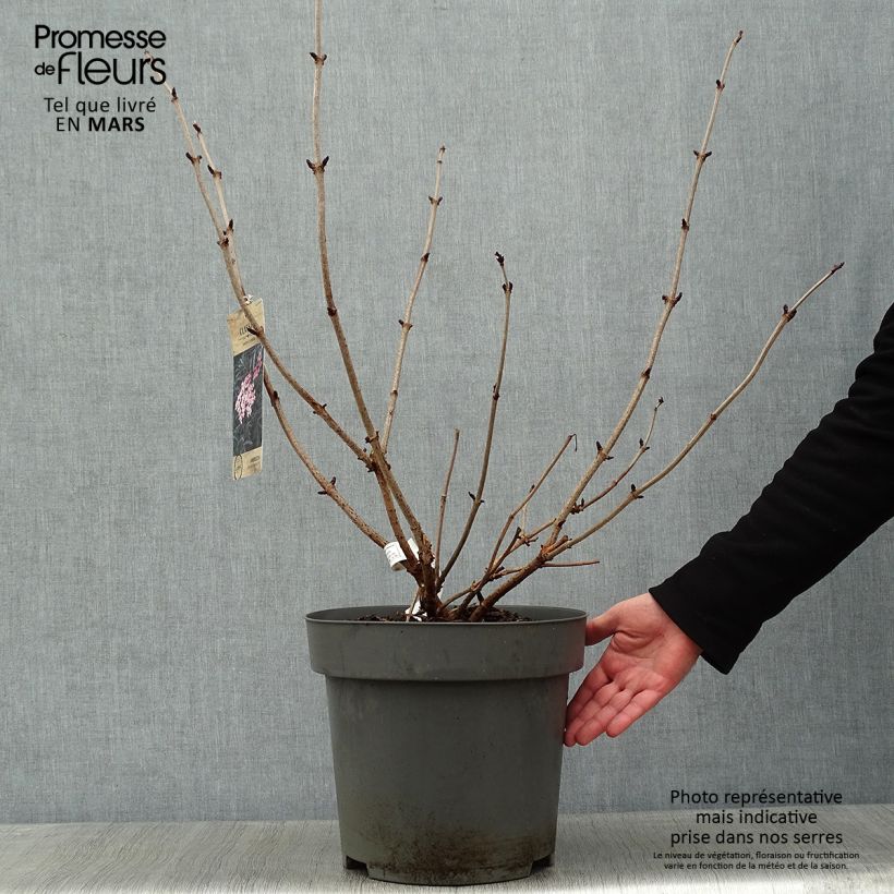 Sambucus nigra Black Lace - Black Elder 7.5L/10L pot sample as delivered in winter