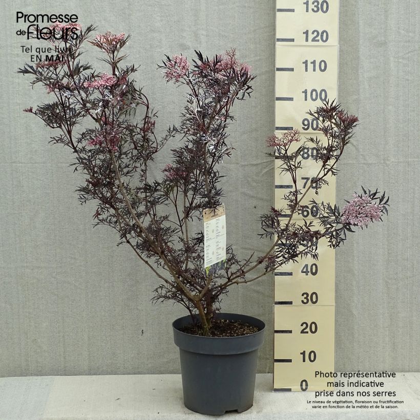 Sambucus nigra Black Lace - Black Elder sample as delivered in spring