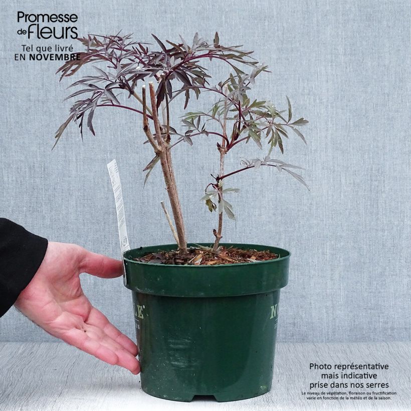 Sambucus nigra Black Lace - Black Elder 2L/3L pot sample as delivered in autumn