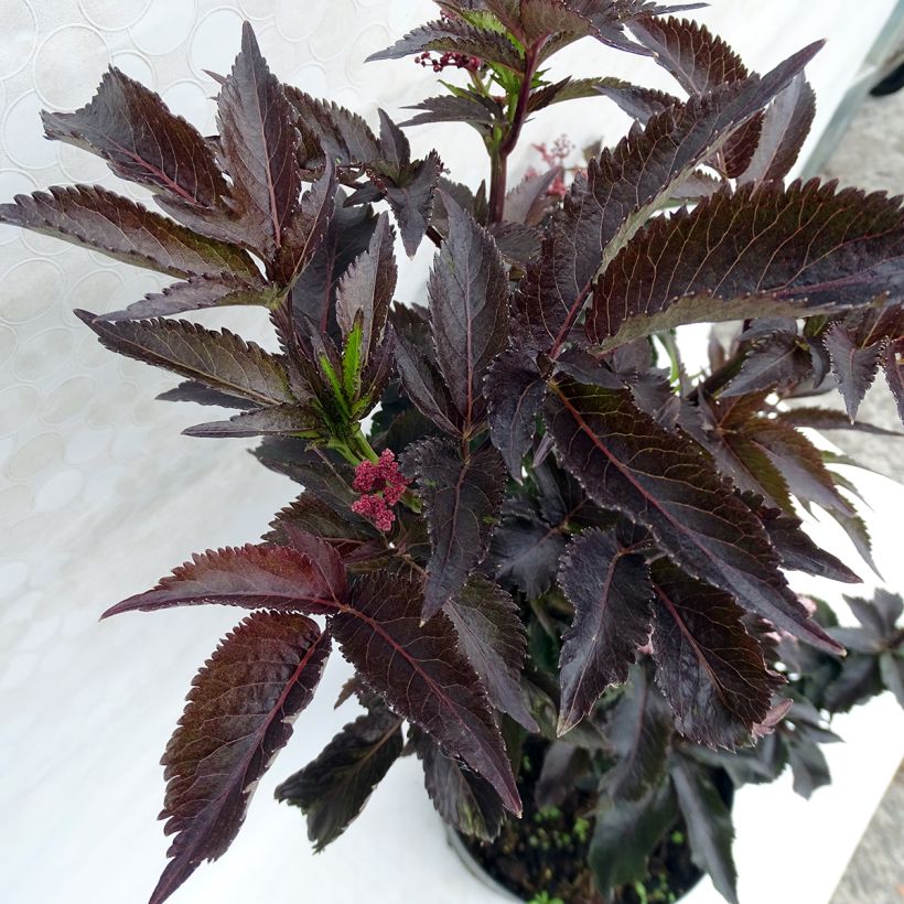 Sambucus nigra Black Tower - Black Elder (Foliage)