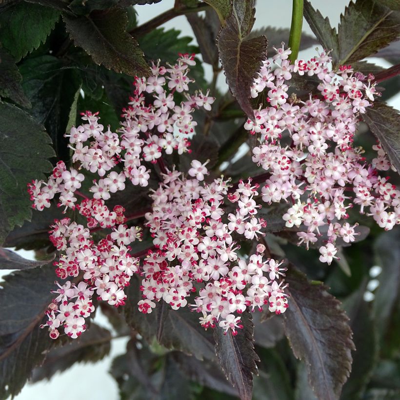 Sambucus nigra Black Tower - Black Elder (Flowering)