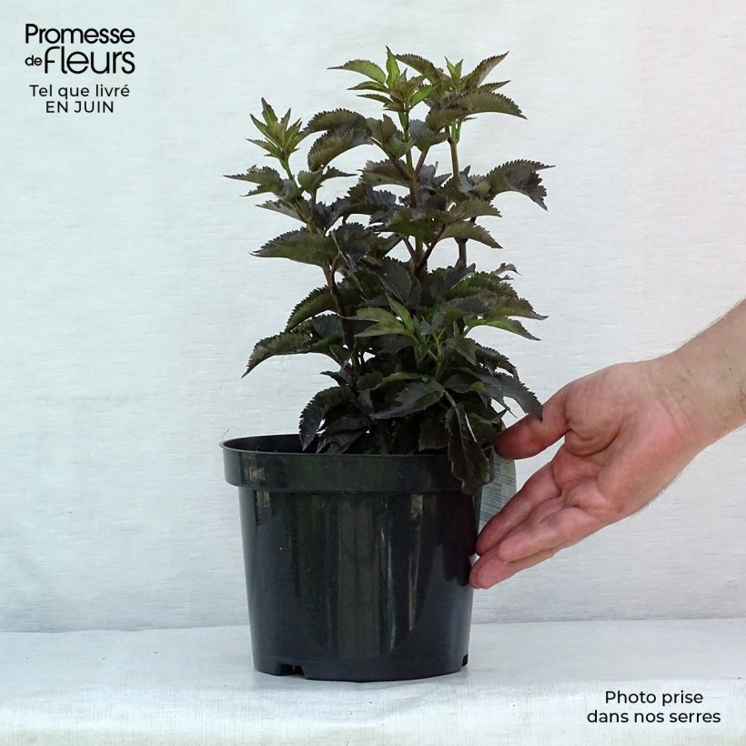 Sambucus nigra Black Tower - Black Elder 3L/4L pot sample as delivered in summer