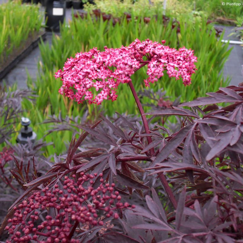 Sambucus nigra Cherry Lace - Black Elder (Foliage)