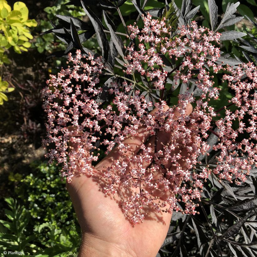 Sambucus nigra Cherry Lace - Black Elder (Flowering)