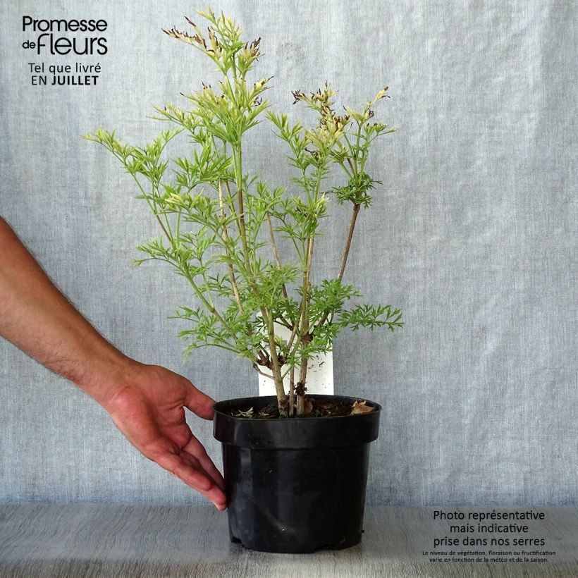 Sambucus nigra Golden Tower - Black Elder 3L/4L pot sample as delivered in summer