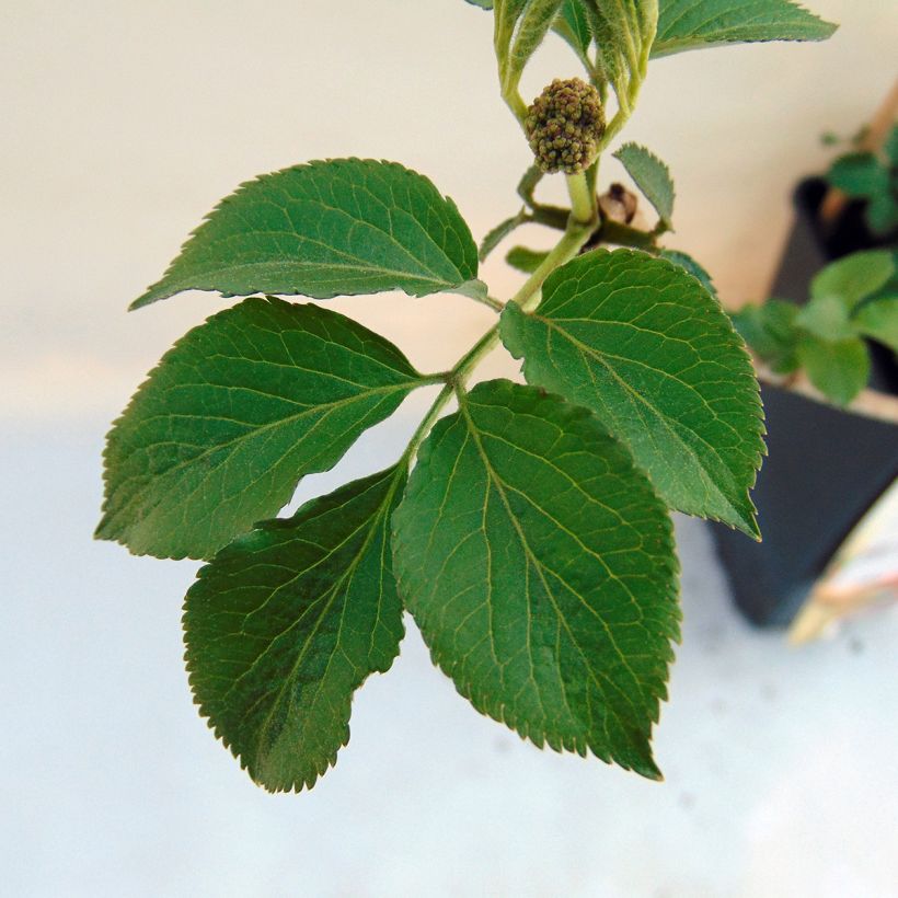 Sambucus nigra Haschberg - Black Elder (Foliage)