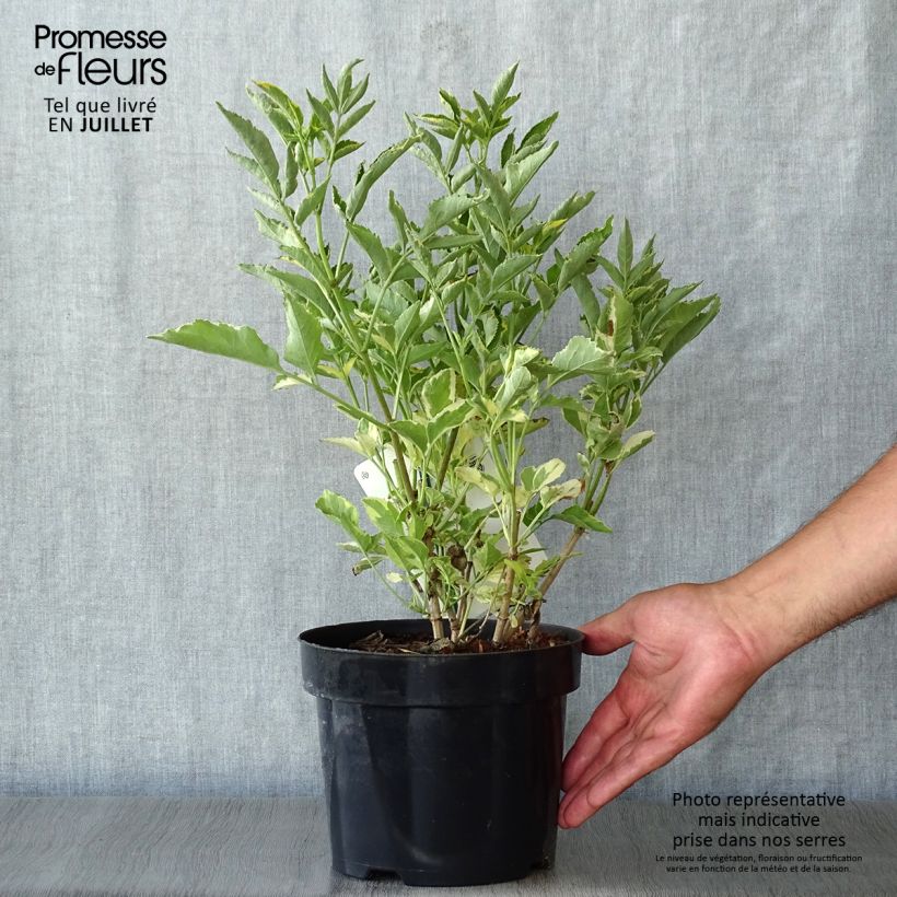 Sambucus nigra Madonna - Black Elder 3L/4L pot sample as delivered in summer