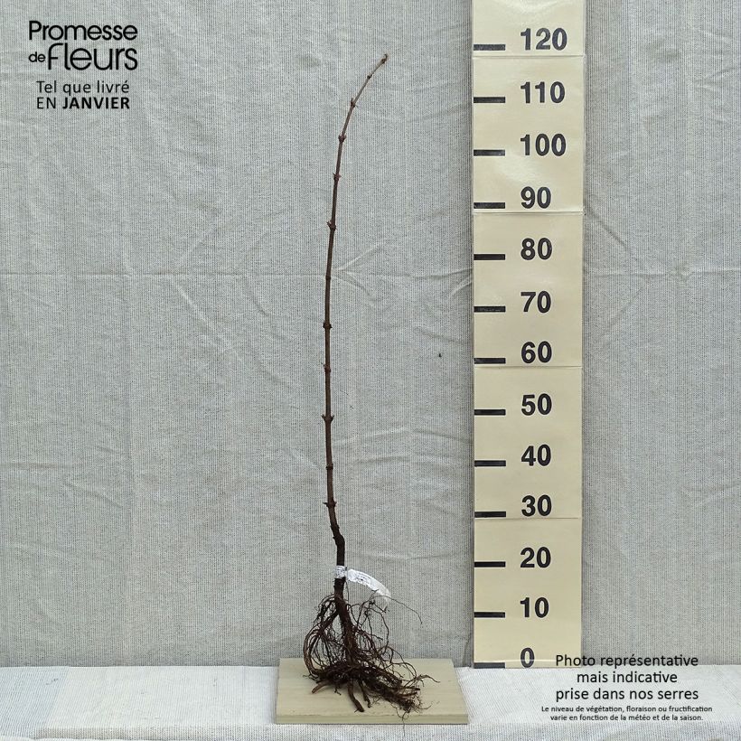 Sambucus nigra - Black Elder Bare rootShipped height around 60/90cm sample as delivered in winter
