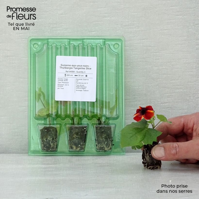 Thunbergia Tangerine Slice - Black-Eyed-Susan Plug plant 1.5/2.5 cm sample as delivered in spring