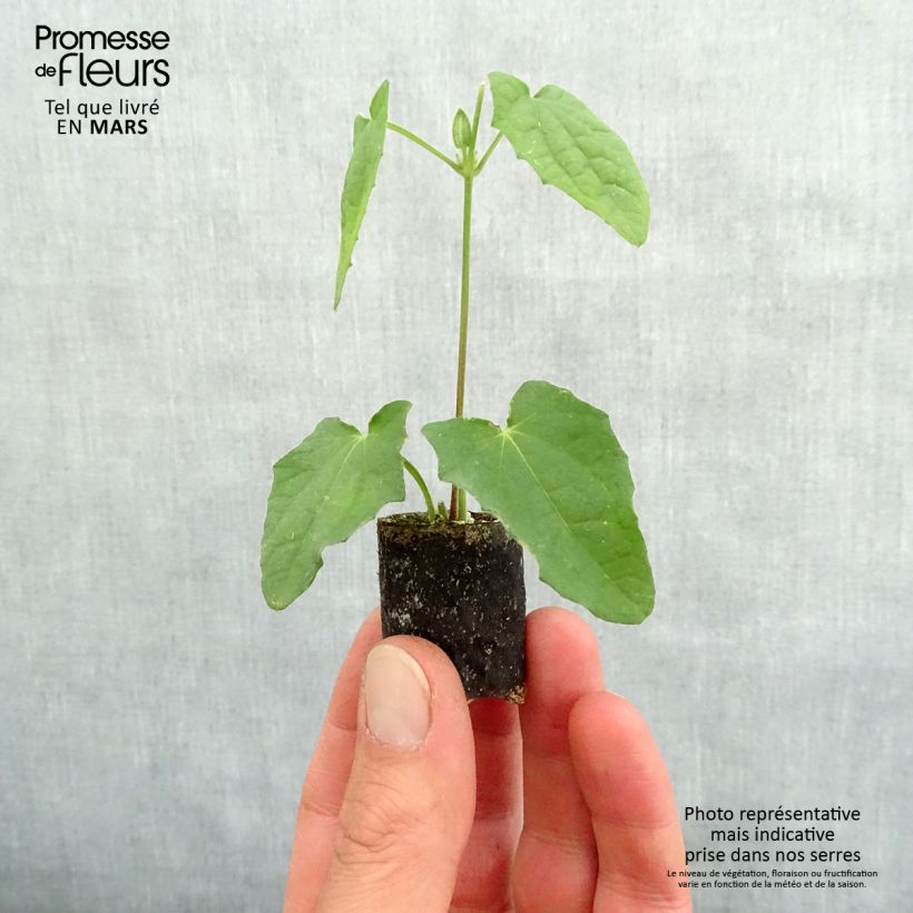 Thunbergia alata Plug plant 3/4cm sample as delivered in spring
