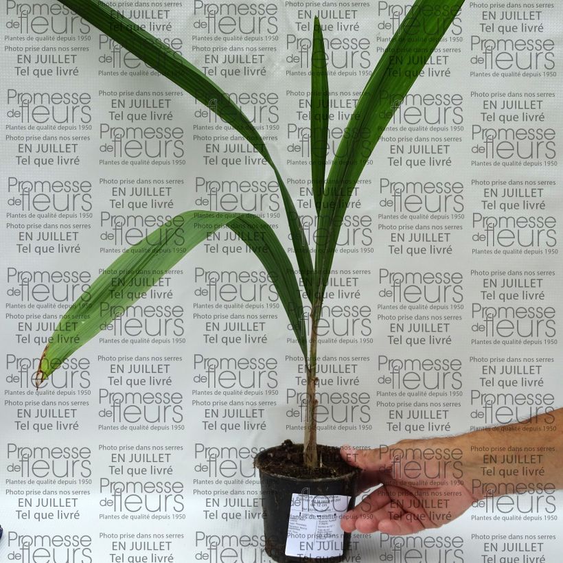 Syagrus romanzoffiana - Queen Palm 12cm pot sample as delivered in summer