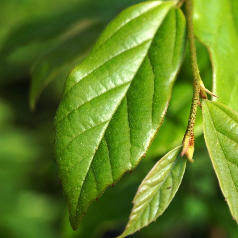 Sycoparrotia semidecidua Autunno Rosso (Foliage)