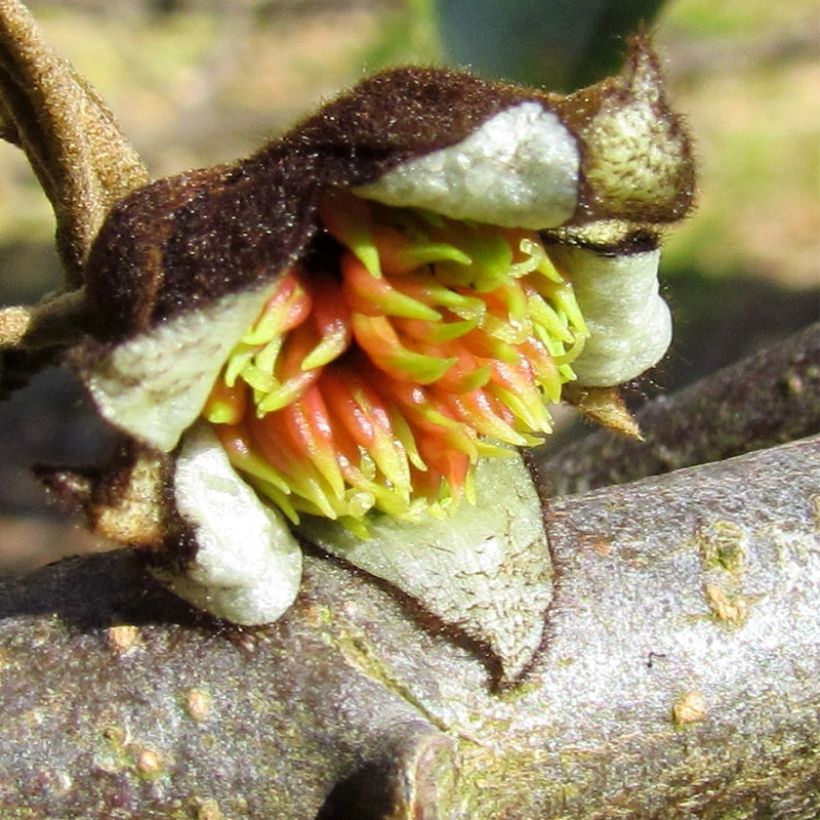 Sycoparrotia semidecidua Autunno Rosso (Flowering)