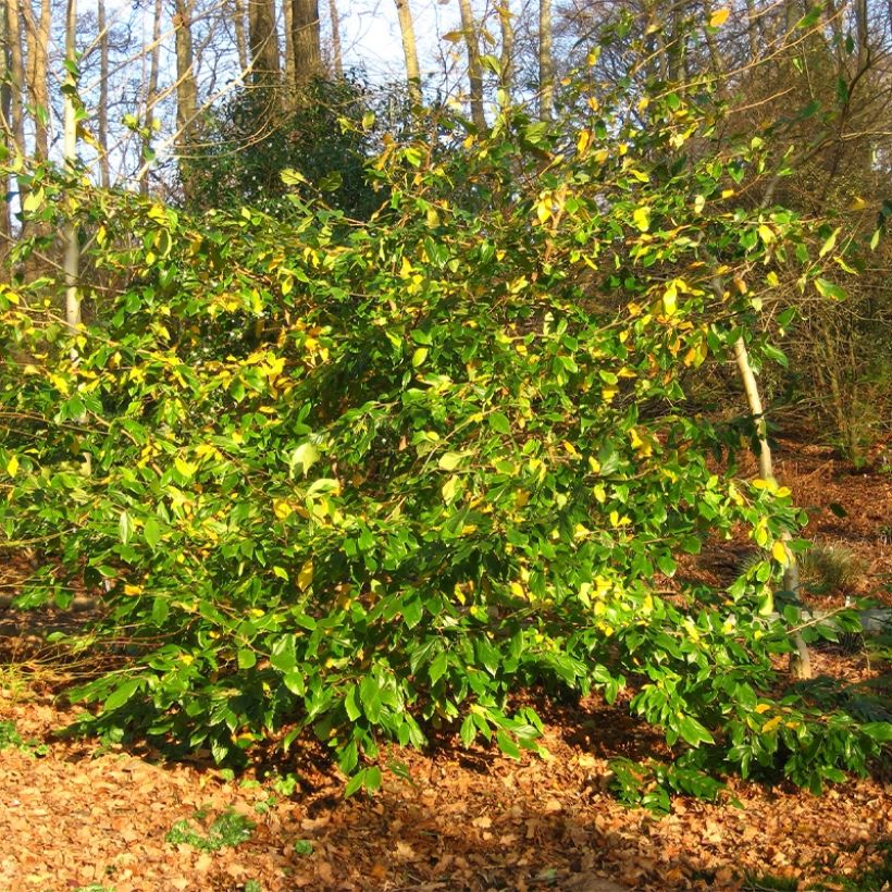 Sycoparrotia semidecidua Autunno Rosso (Plant habit)