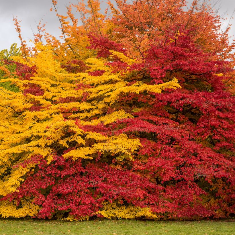 Sycoparrotia semidecidua Purple Haze (Plant habit)