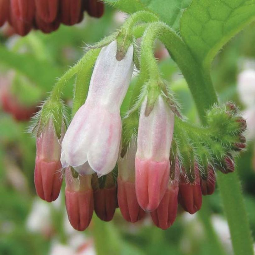 Symphytum Hidcote Pink - Comfrey (Flowering)