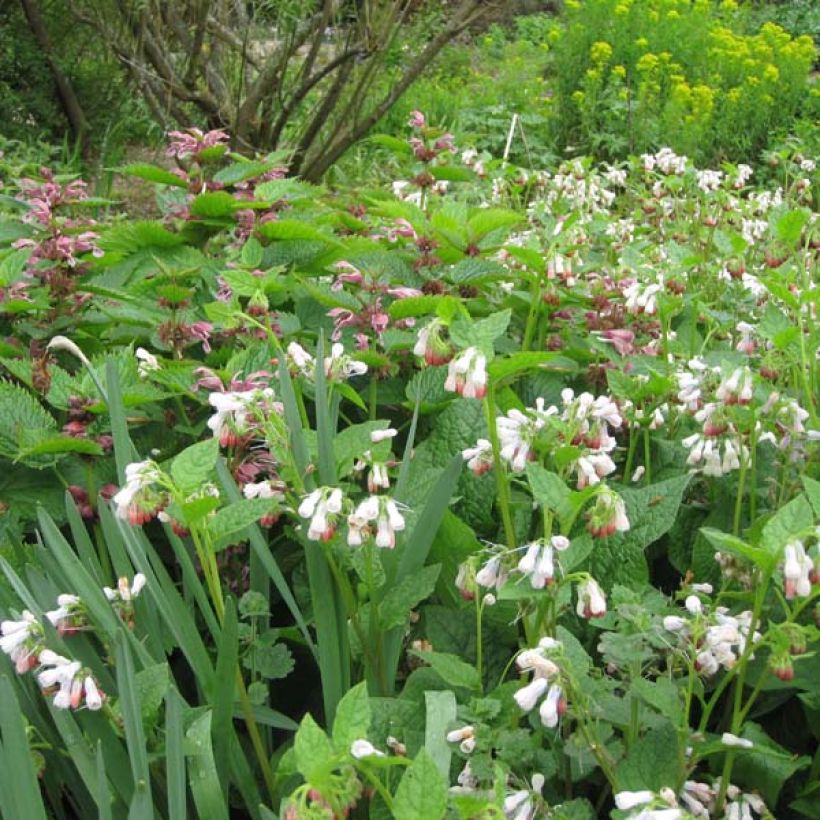 Symphytum Hidcote Pink - Comfrey (Plant habit)