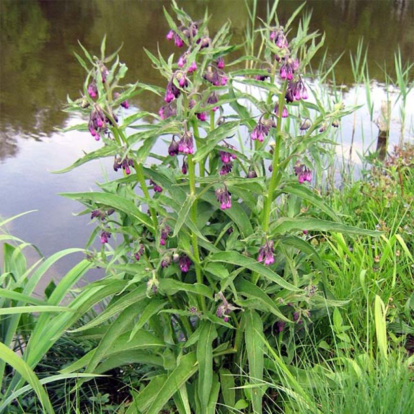 Symphytum officinale - Comfrey (Plant habit)