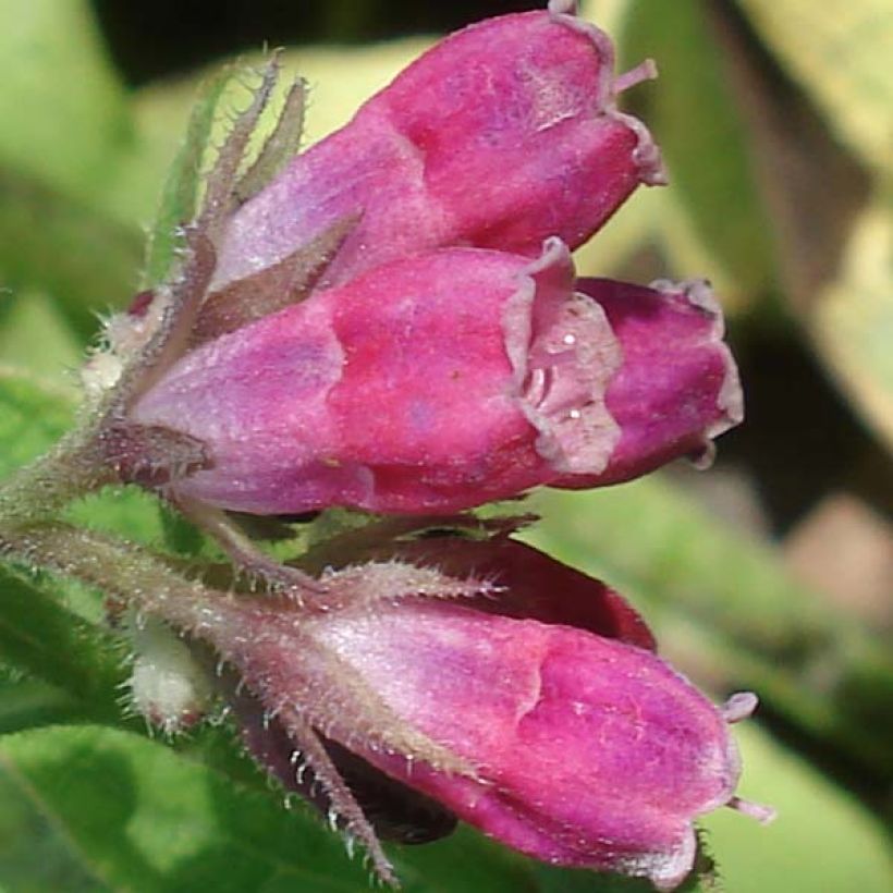 Symphytum rubrum - Red Comfrey (Flowering)