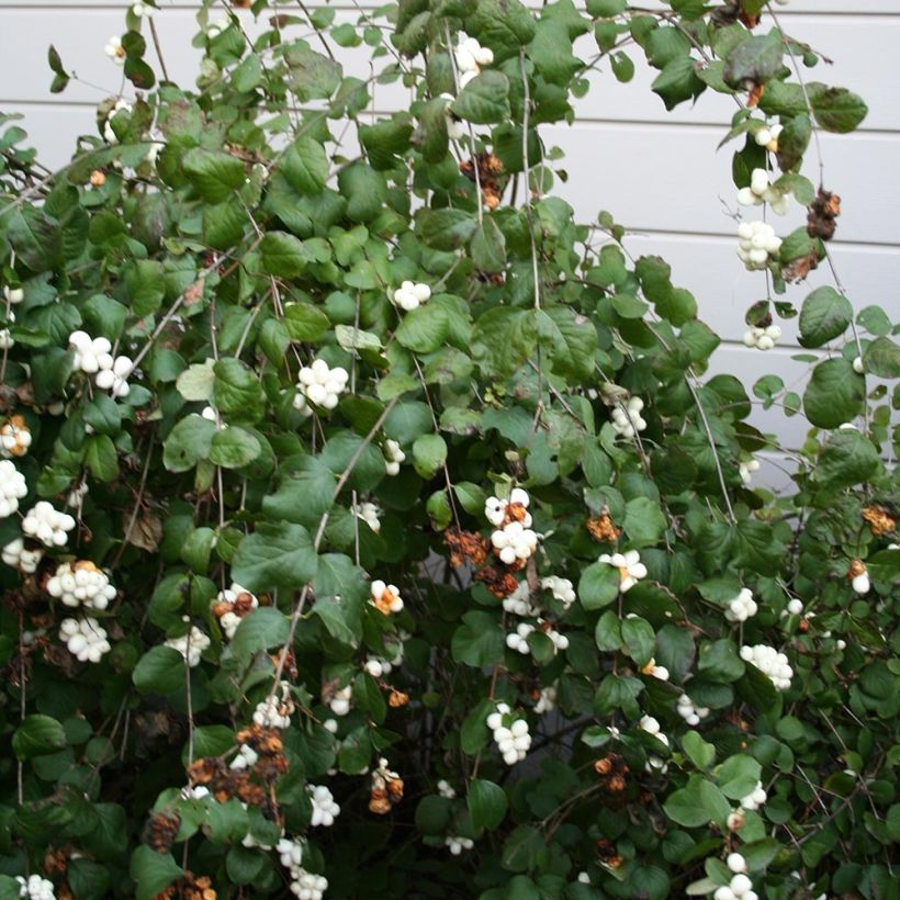 Symphorycarpos albus (Plant habit)