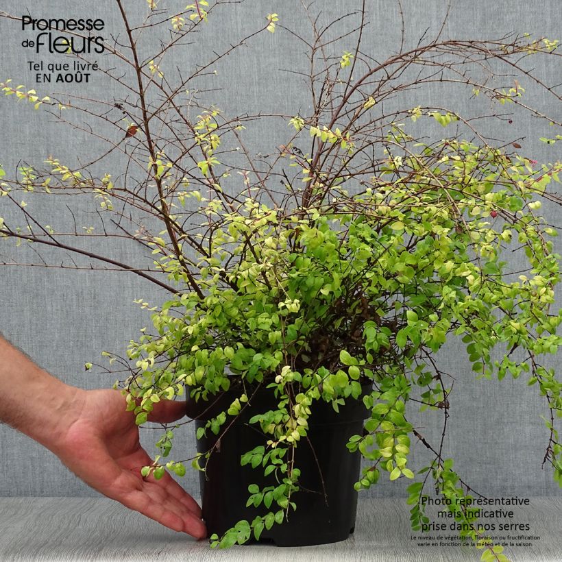 Symphoricarpos chenaultii Brain de Soleil 3L/4L pot 30/40cm sample as delivered in summer