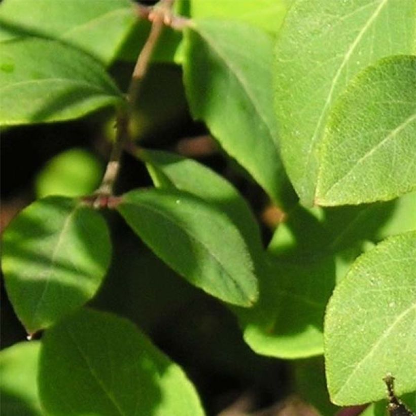 Symphorycarpos chenaultii (Foliage)