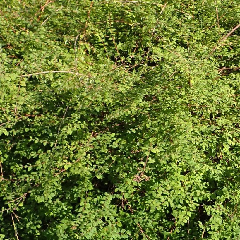 Symphorycarpos chenaultii Hancock (Foliage)