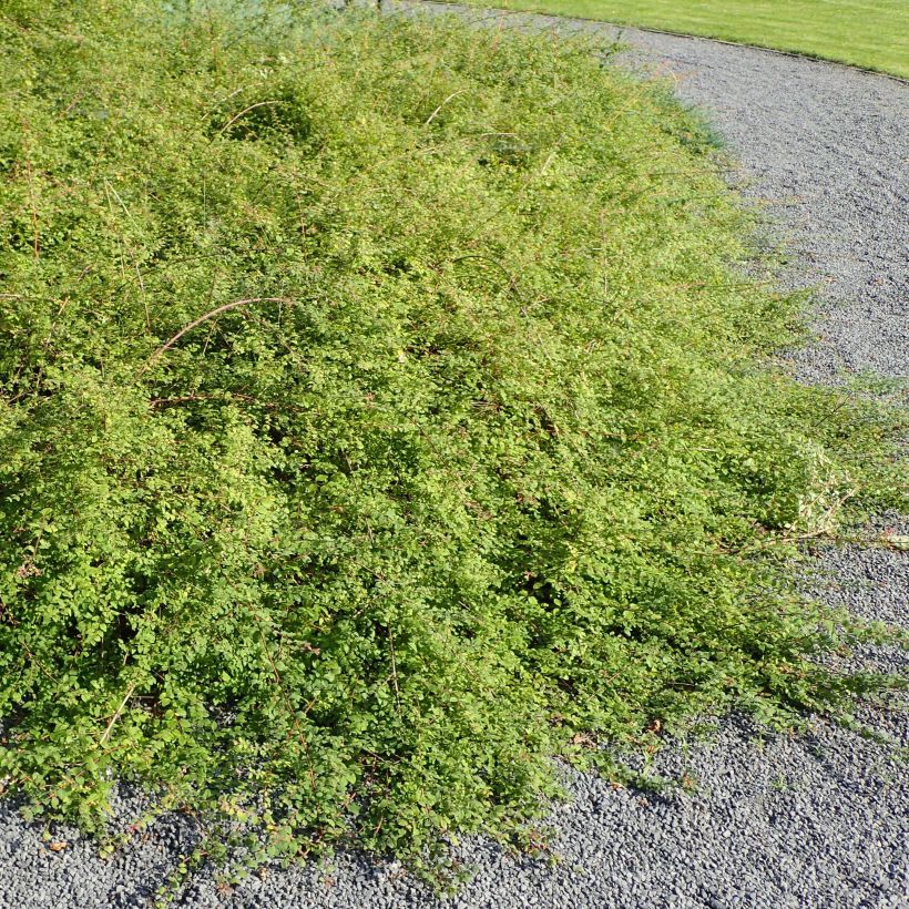 Symphorycarpos chenaultii Hancock (Plant habit)