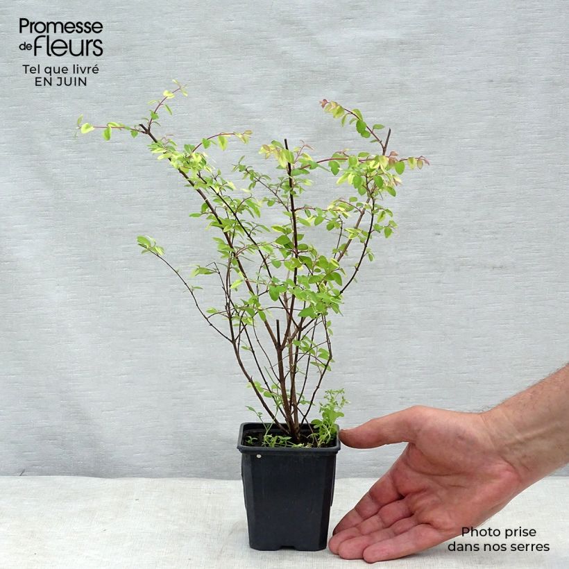 Symphorycarpos chenaultii Hancock 8/9 cm pot sample as delivered in summer