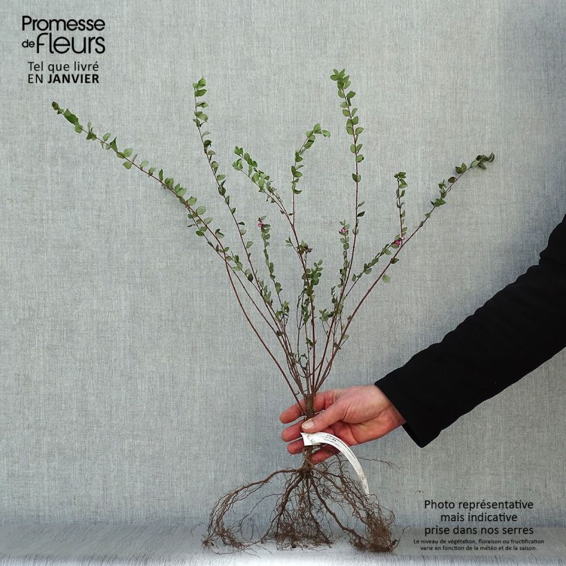 Symphorycarpos chenaultii Hancock Bare root sample as delivered in winter