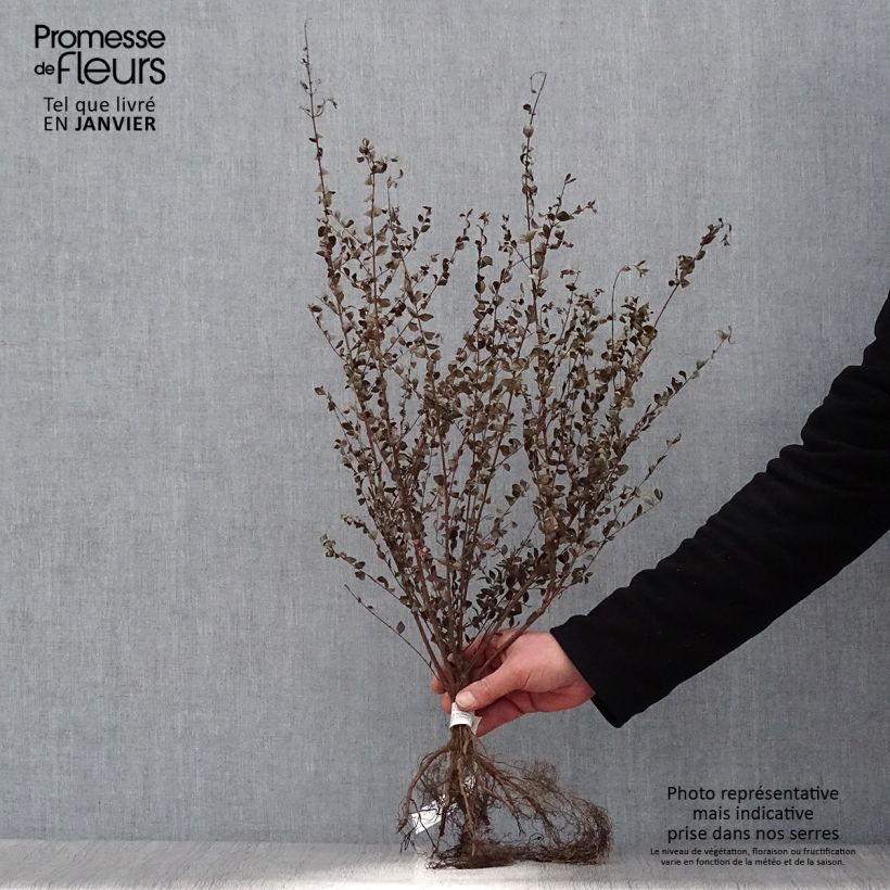 Symphorycarpos chenaultii Bare root sample as delivered in winter
