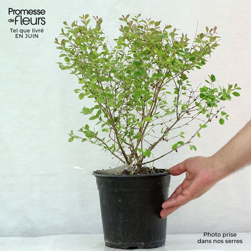 Symphoricarpos doorenbosii Magical Galaxy 3L/4L pot sample as delivered in summer