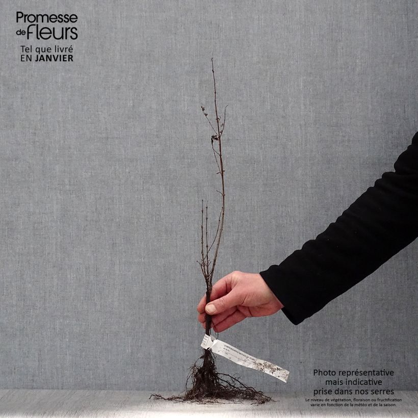 Symphorycarpos doorenboosii Mother Of Pearl Bare root sample as delivered in winter