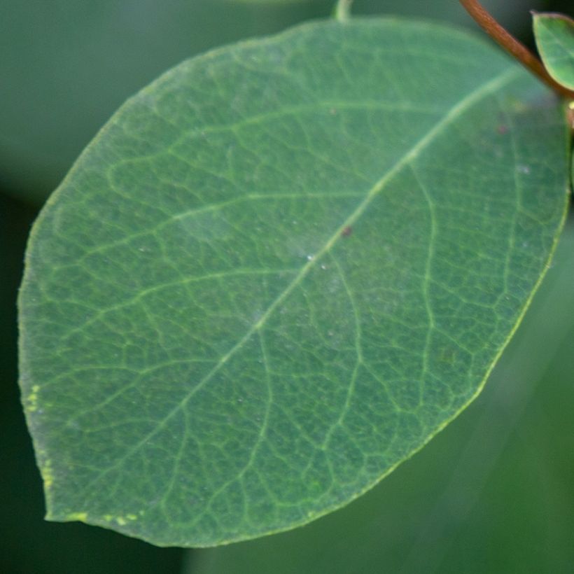 Symphoricarpos Arvid (Foliage)