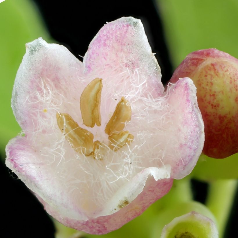 Symphoricarpos Arvid (Flowering)