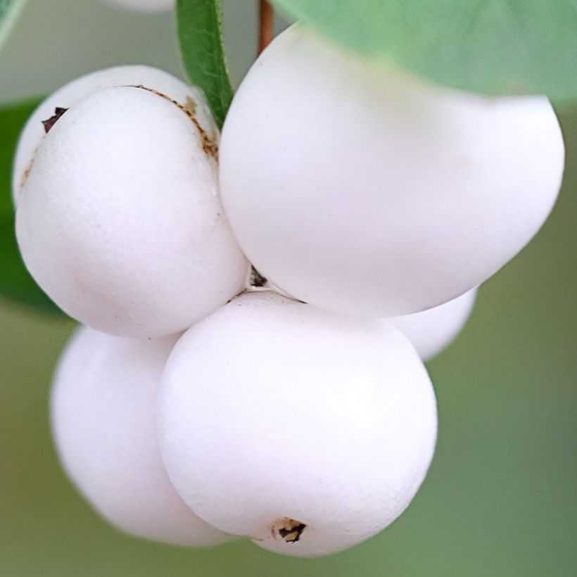 Symphoricarpos Arvid (Harvest)