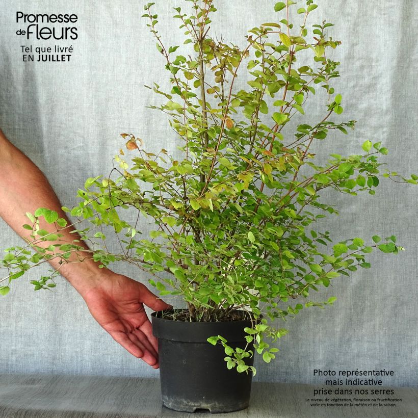 Symphoricarpos doorenbosii Amethyst 2L/3L pot sample as delivered in summer