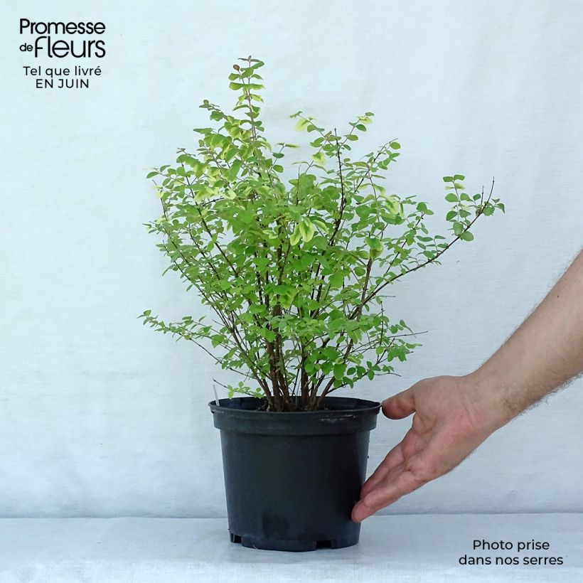 Symphorycarpos doorenbosii Magic Berry 2L/3L pot sample as delivered in summer