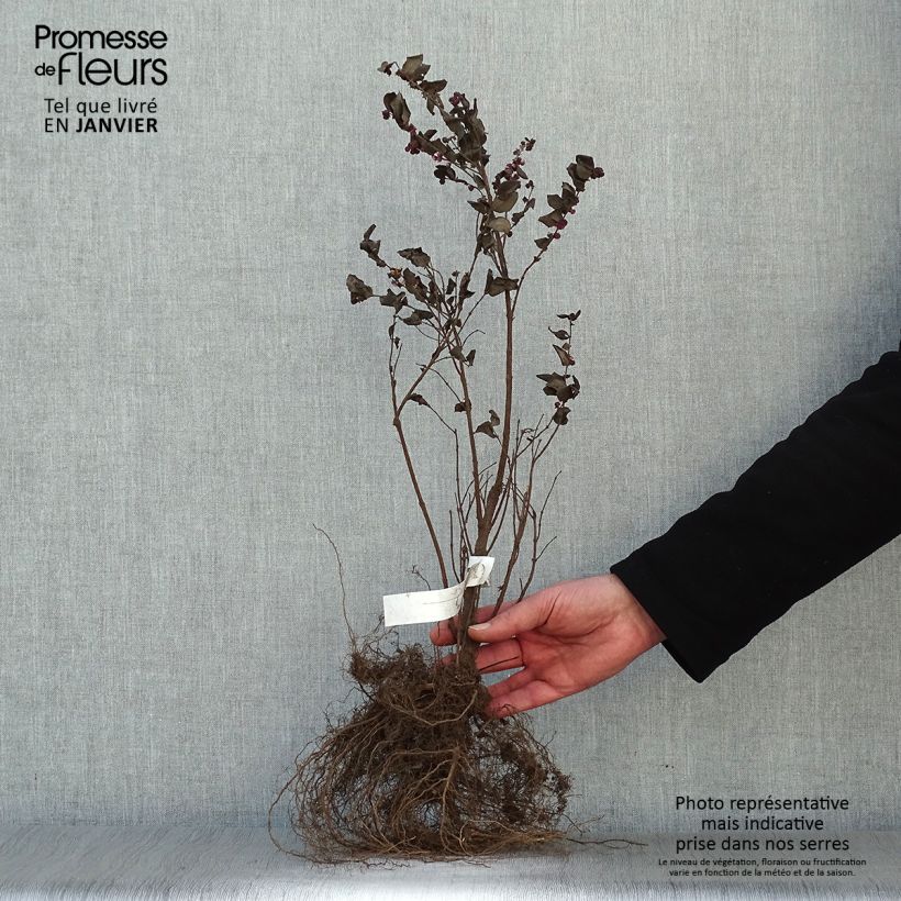 Symphorycarpos doorenbosii Magic Berry Bare root sample as delivered in winter