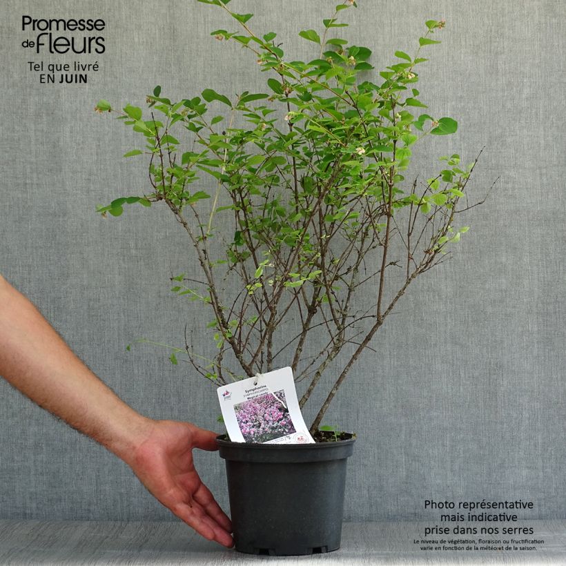 Symphoricarpos doorenboosii Magical Candy 2L/3L pot sample as delivered in summer