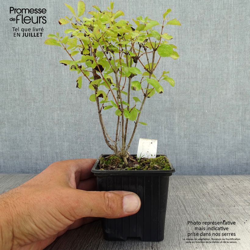 Symphoricarpos doorenboosii White Hedge 8/9 cm pot sample as delivered in summer