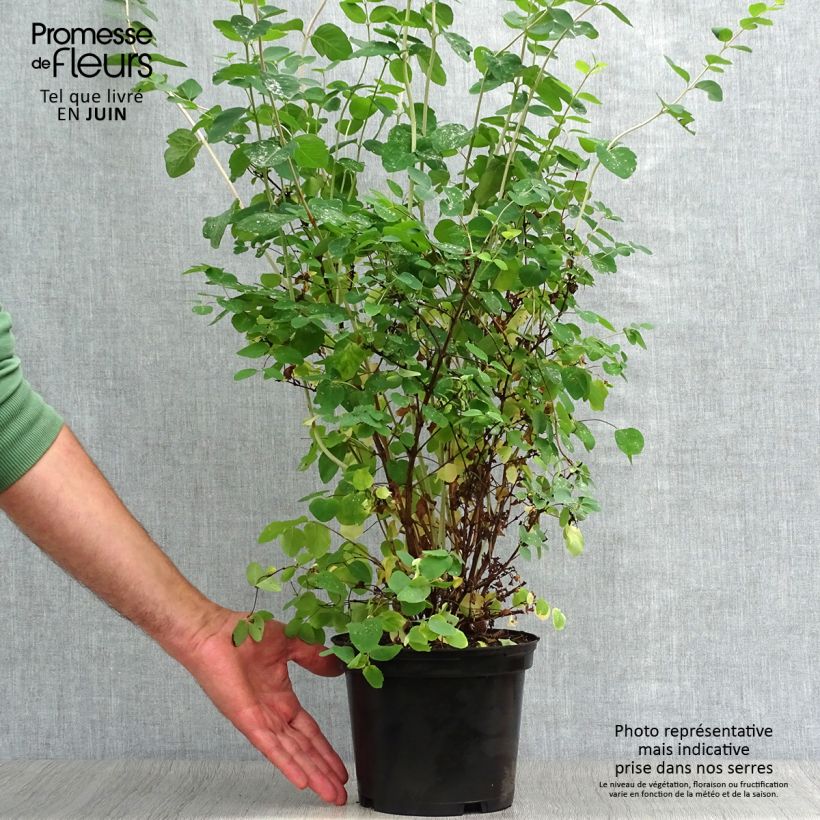 Symphoricarpos doorenboosii White Hedge 2L/3L pot sample as delivered in summer
