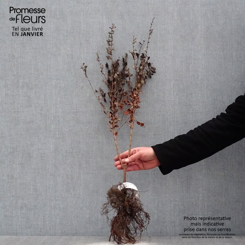 Symphoricarpos orbiculatus Bare root sample as delivered in winter